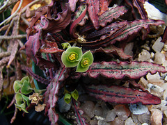 Euphorbia francoisii Grigsby Clone 6