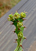 Euphorbia fanshawei flower