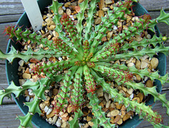 Euphorbia fanshawii