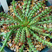 Euphorbia fanshawii