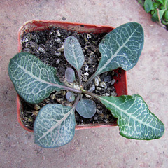 Euphorbia francoisii