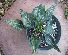 Euphorbia francoisii