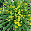 Euphorbia flanaganii in Bloom