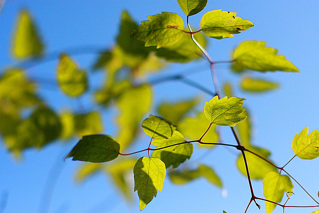 Green & Blue