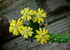 Euphorbia inermis var. huttonae Flowers