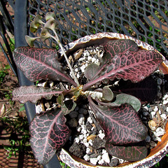 Euphorbia Volunteer