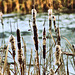 Reeds