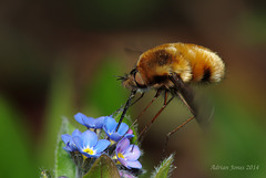 Bombylius major