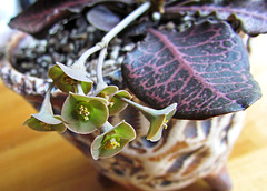 Euphorbia Volunteer Flowers