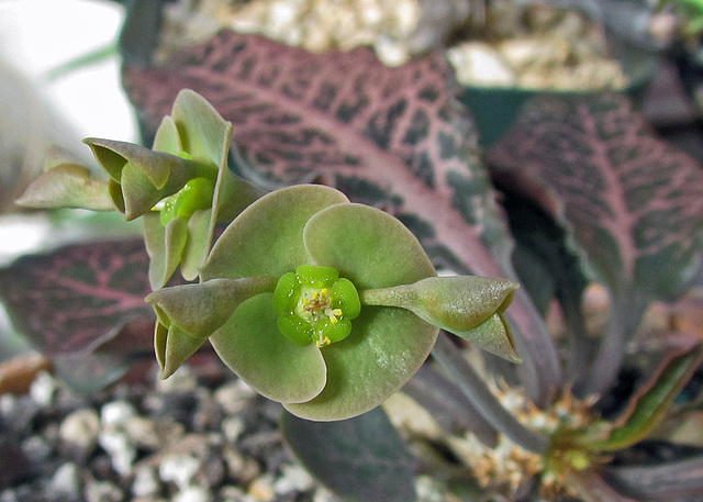 Euphorbia Flower