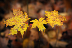 Autumn leaves_3