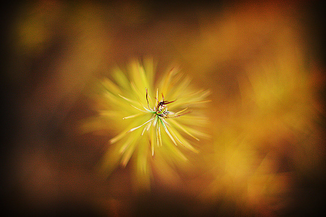 Larch twig