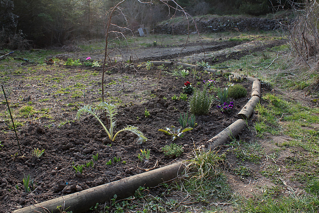 Plantations en cours (2)