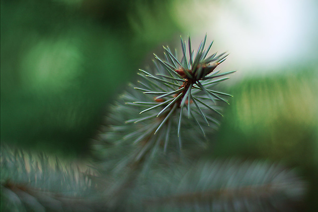 Blue Spruce