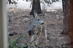 Ungulate Visitors