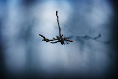 Wintry Twig