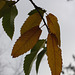 Leaves & Snow