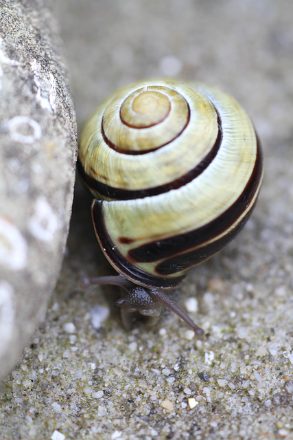 lovely weather for snails