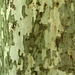 Texture - Bark_4