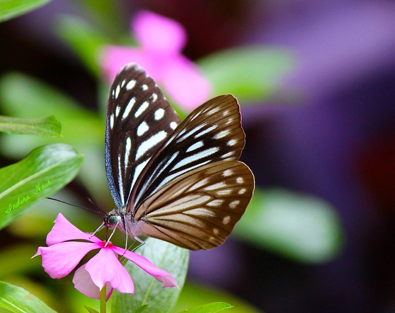 A delicate delight !