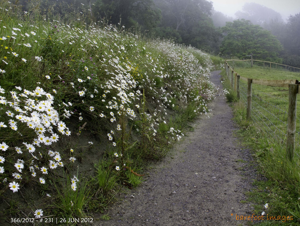 231|366: ware fields