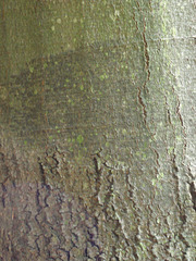 Texture - Bark_5