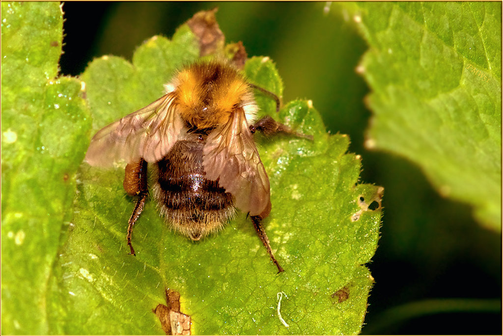 Hummel auf Blatt (2)