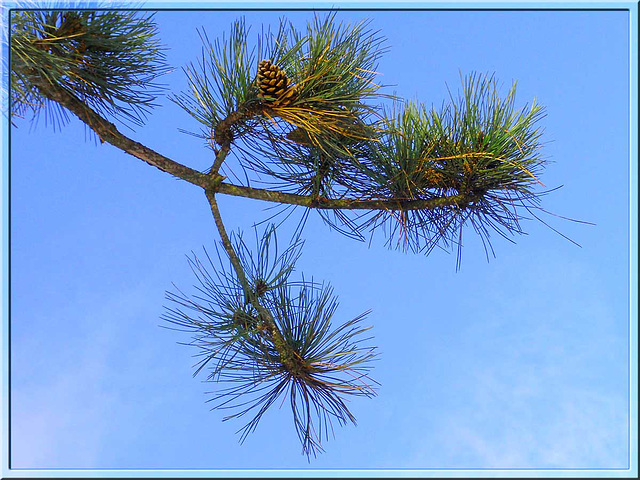 Pine in Blue
