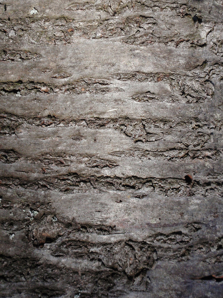 Texture - Bark_6