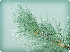Pine in Green