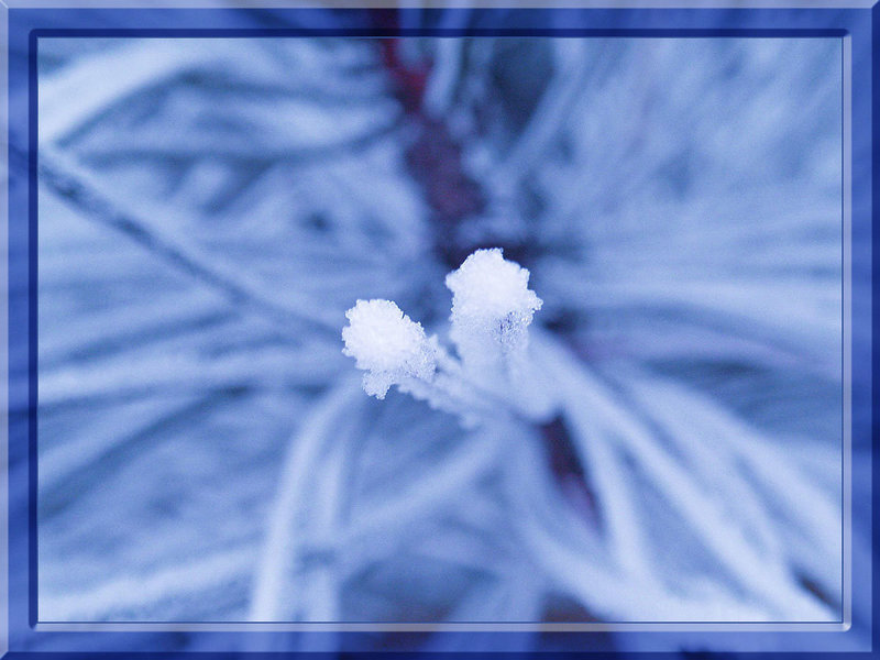 Frozen Needles