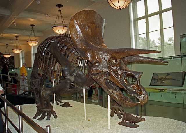 Triceratops