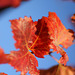Red Vine Leaves