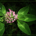 Trifolium