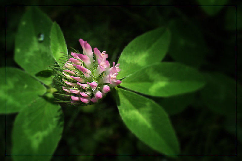 Trifolium