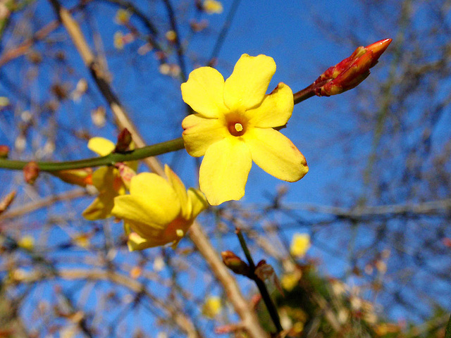 Yellow & Blue