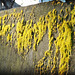 Moss On The Wall