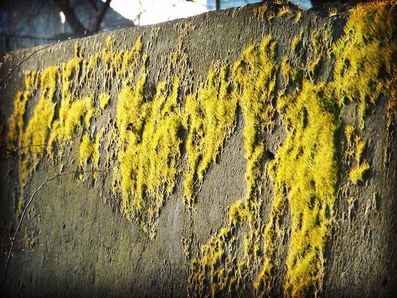 Moss On The Wall