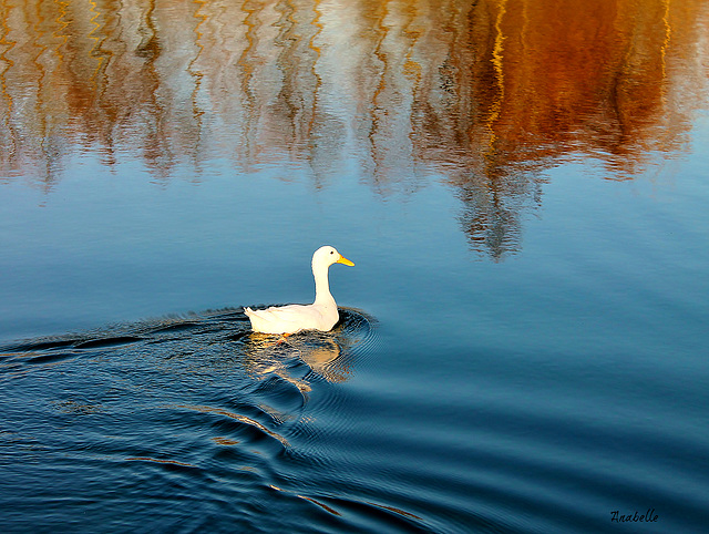 canard à l'orange