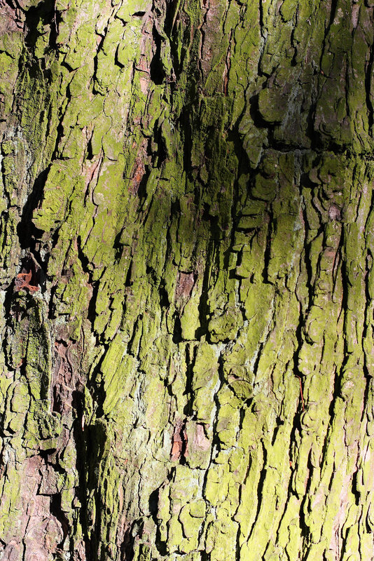 Texture - Bark_9