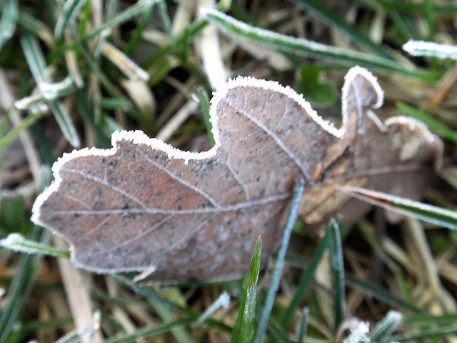 Frosted Leaf