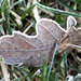 Frosted Leaf