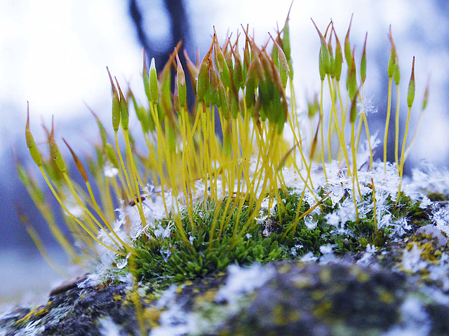 Moss & Snow_1