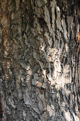 Texture-Bark_10