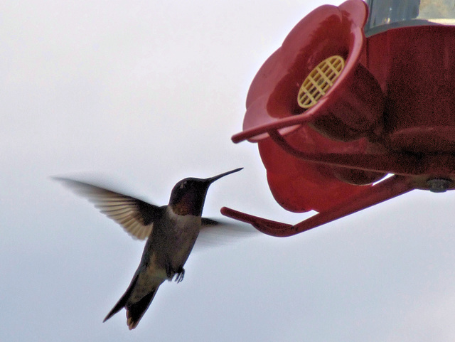 DSCF2117b Humming bird & feeder