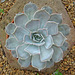 Echeveria lilacina