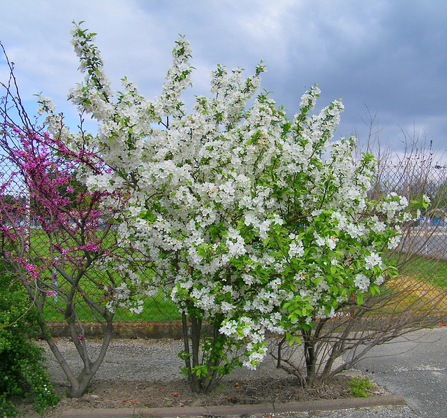 Fleurs blanches encore...