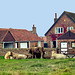 Cattle near Aldborough