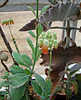 Kalanchoes in bloom
