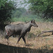 20100324-0893 Boselaphus tragocamelus (Pallas, 1766)